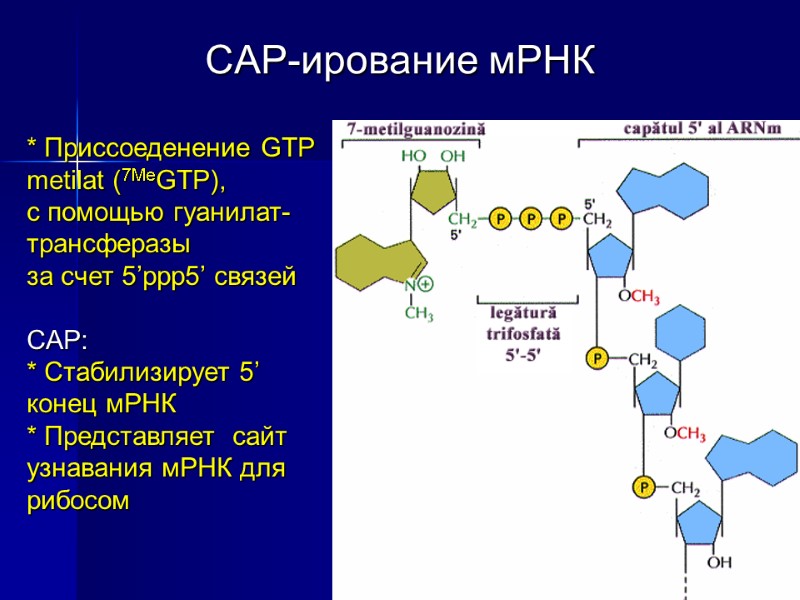 CAP-ирование мРНК * Приссоеденение GTP metilat (7MeGTP), с помощью гуанилат-трансферазы за счет 5’ppp5’ связей